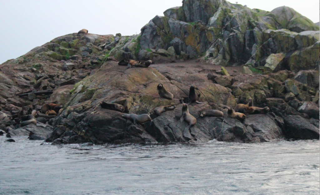 Male Sea Lions on Race Rocks Ecological Reserve