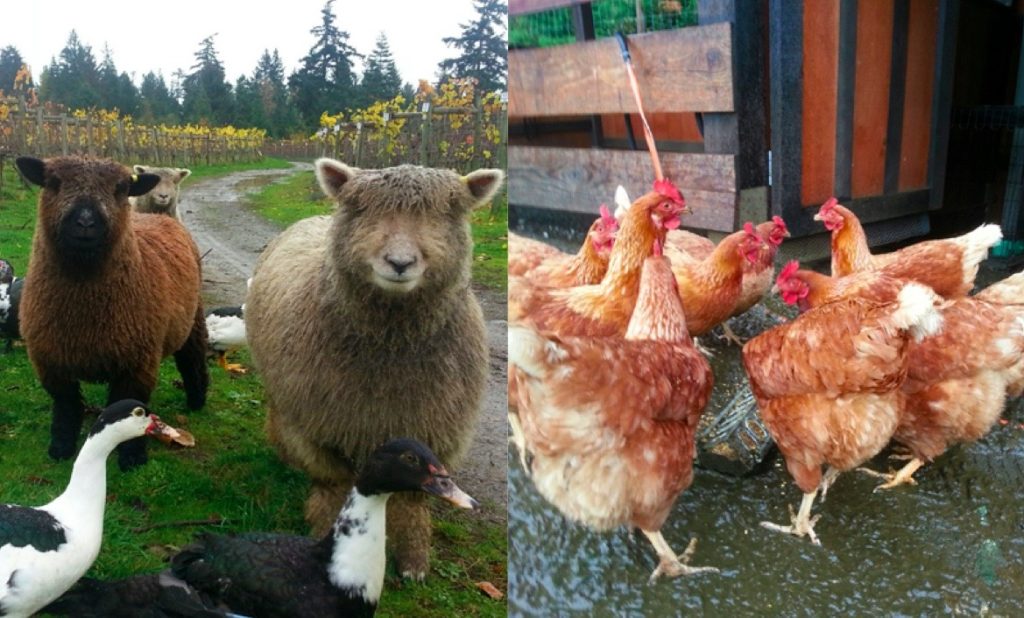 In the vineyard where all the grapes are handpicked, resident sheep, ducks and chickens do all the mowing and pest control