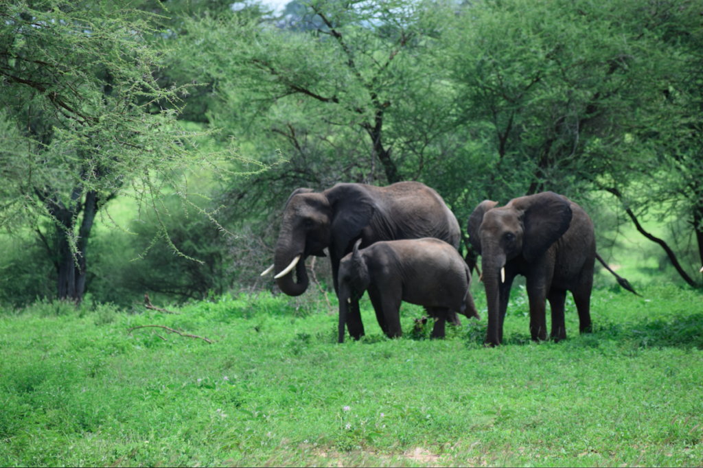 Elephants on safari