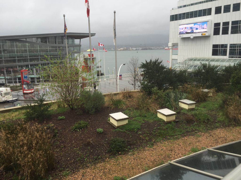 Bee hives on the rooftop garden of the Fairmont Waterfront Hotel, downtown Vancouver 