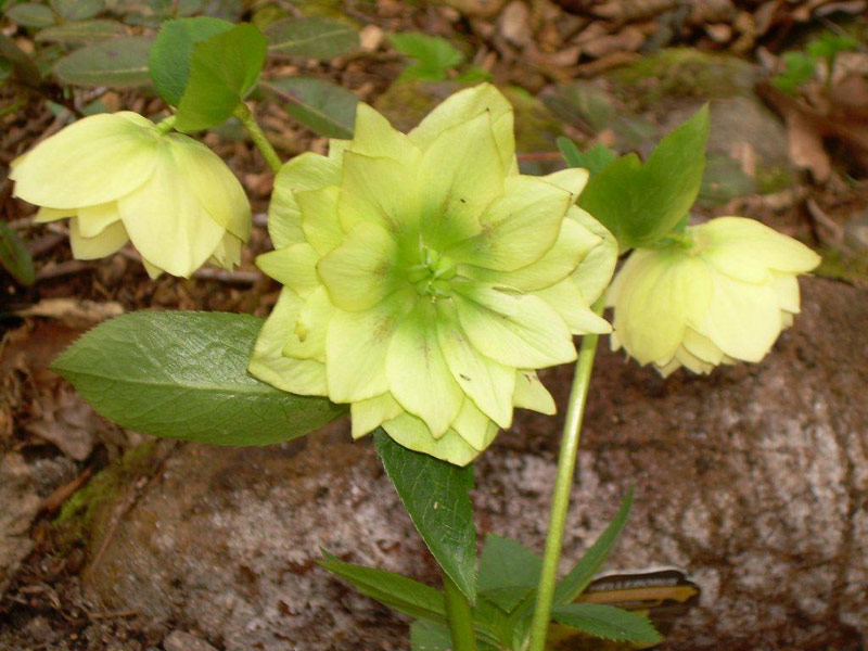 helleborus_20