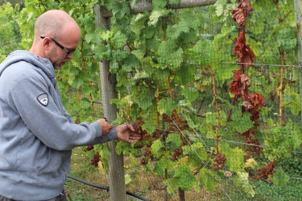 Layne Craig proving the success of the project by testing the nearly ripe grapes at 40 Knots Vineyard and Estate Winery