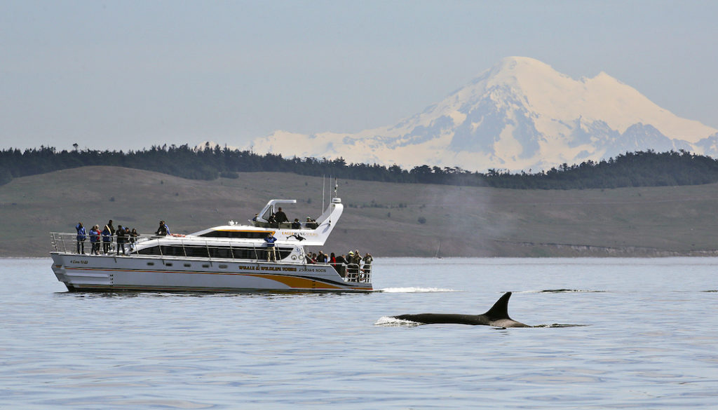photo of breaching orca whale in Salish Sea on British Columbia's Pacific Coast, with Eagle Wing Tour boat in background 