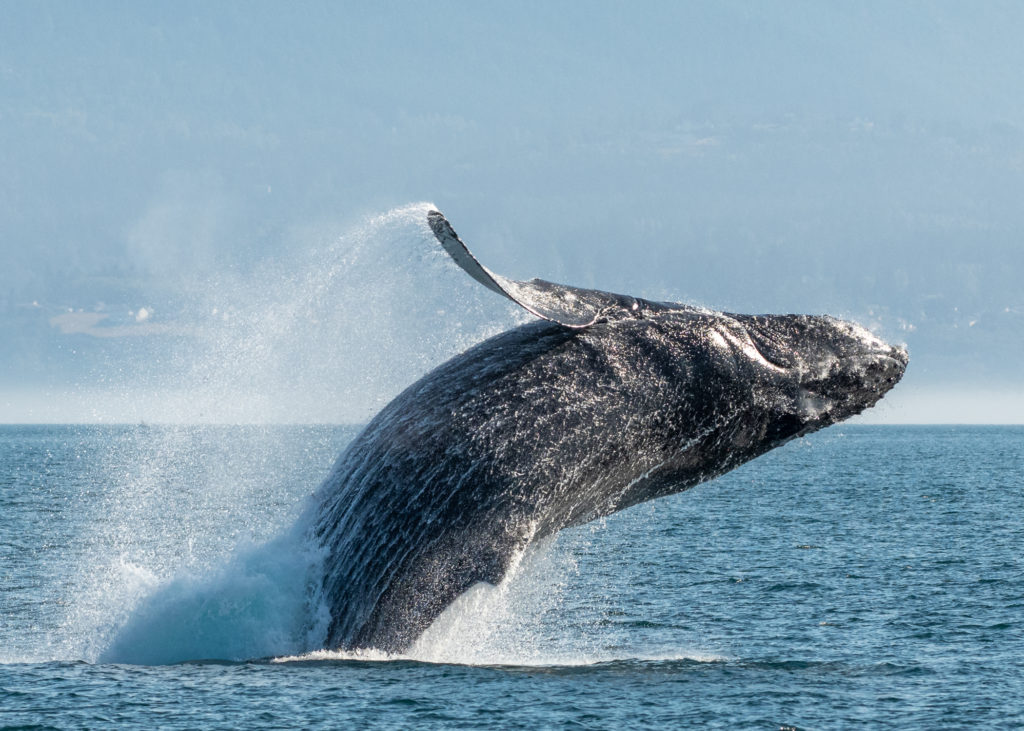 Photo contributed by Eagle Wing Tours of a humpback whale breaching out of the Salish Sea off British Columbia's Pacific Coast